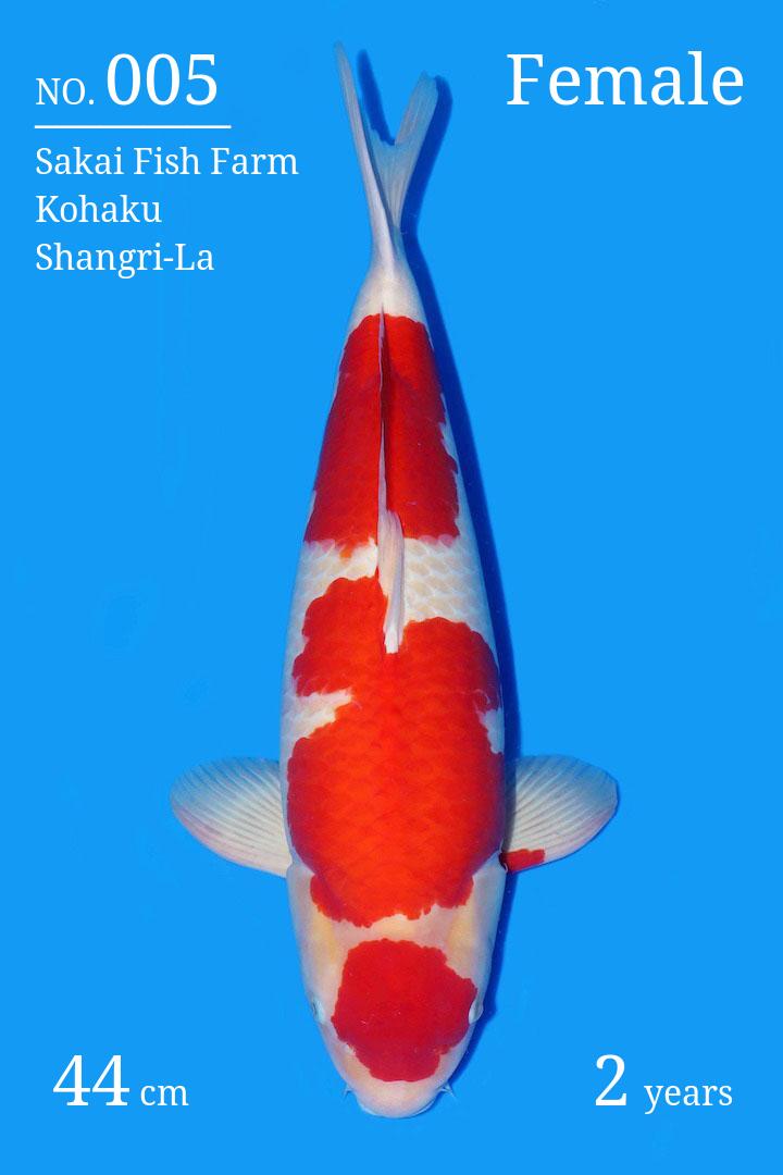 nostrum Koi