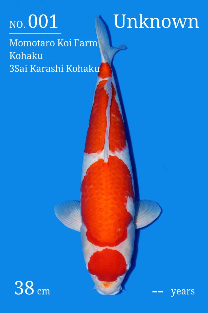 dolorem Koi