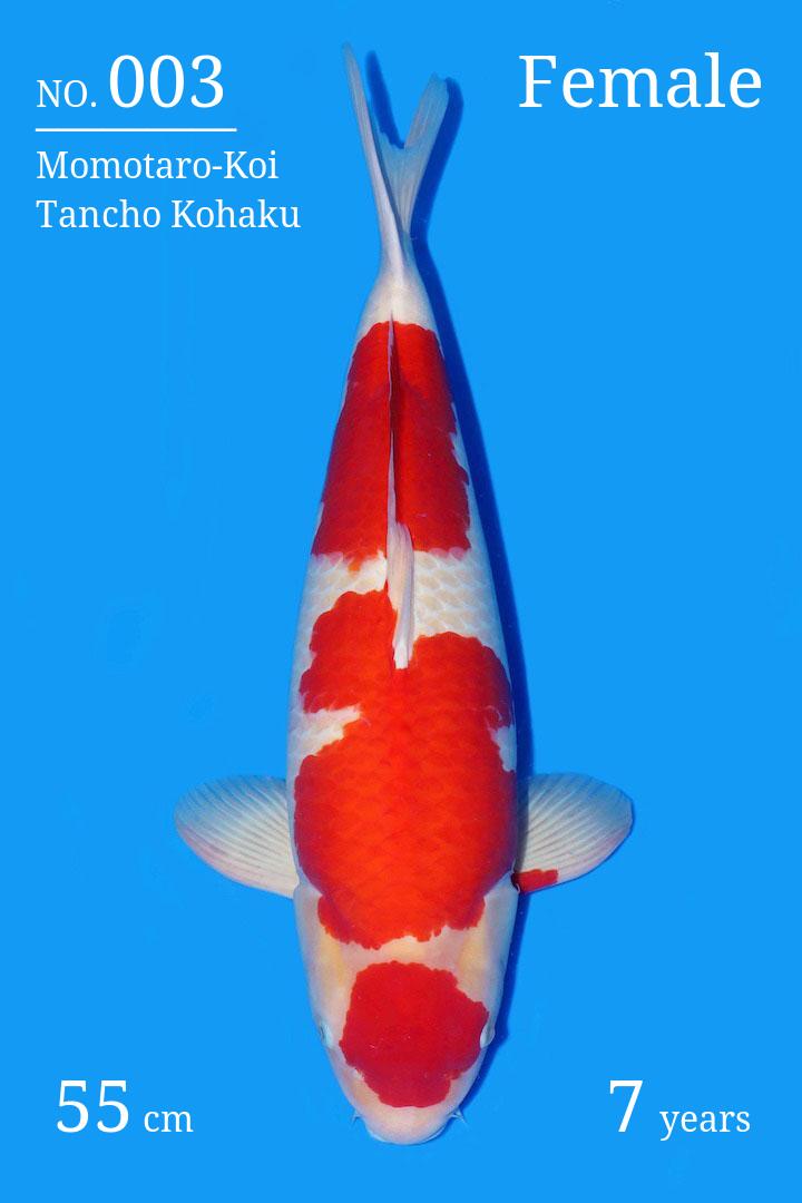 ut Koi
