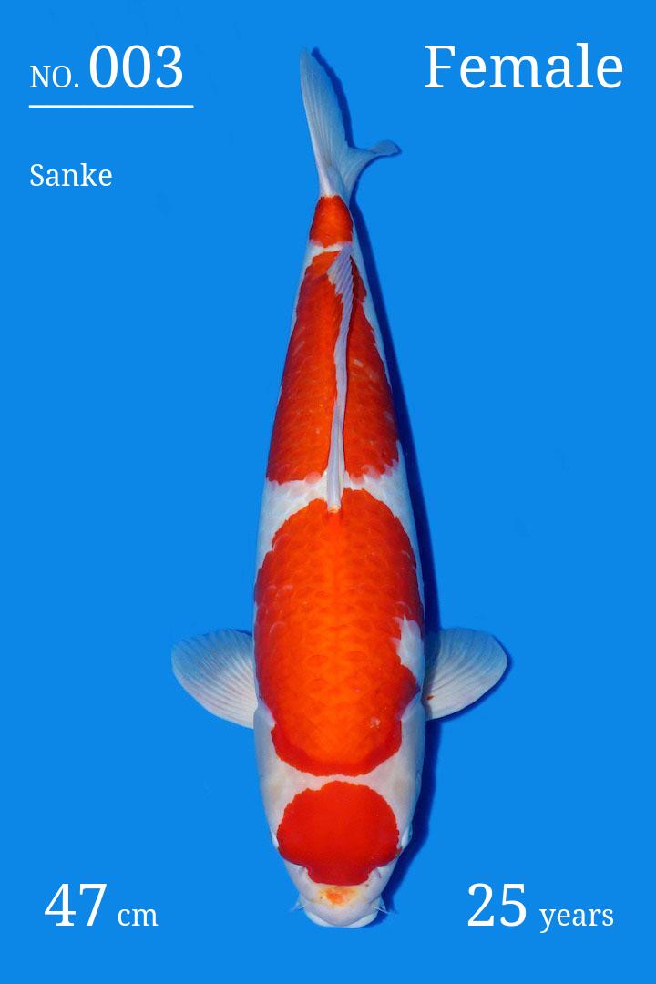 mollitia Koi