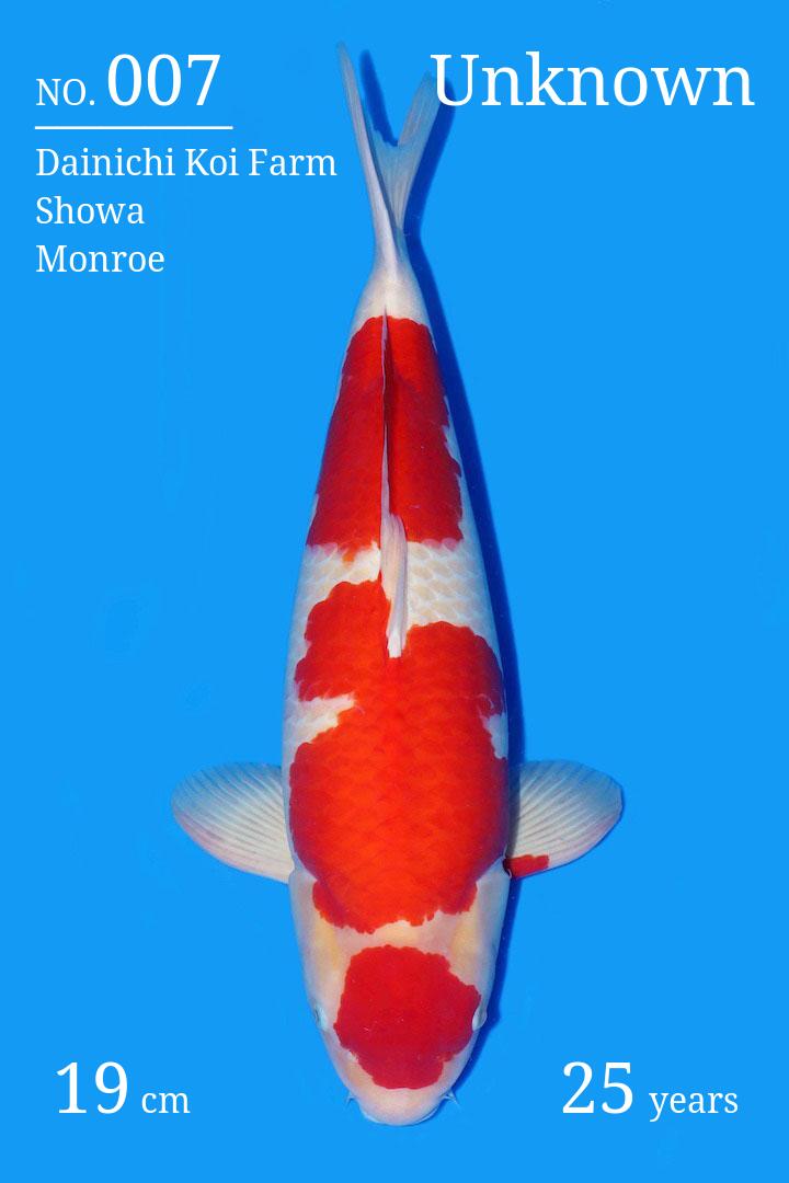 sapiente Koi
