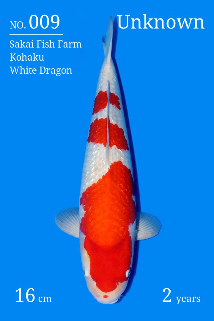 repellendus Koi