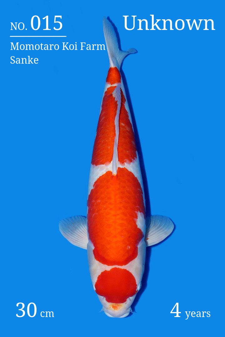 possimus Koi